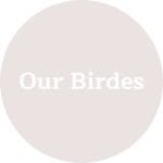 Our Brides